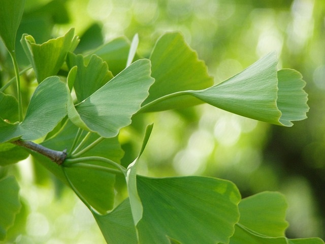 Ginkgo biloba podporuje prekrvenie a zlepšuje pamäť